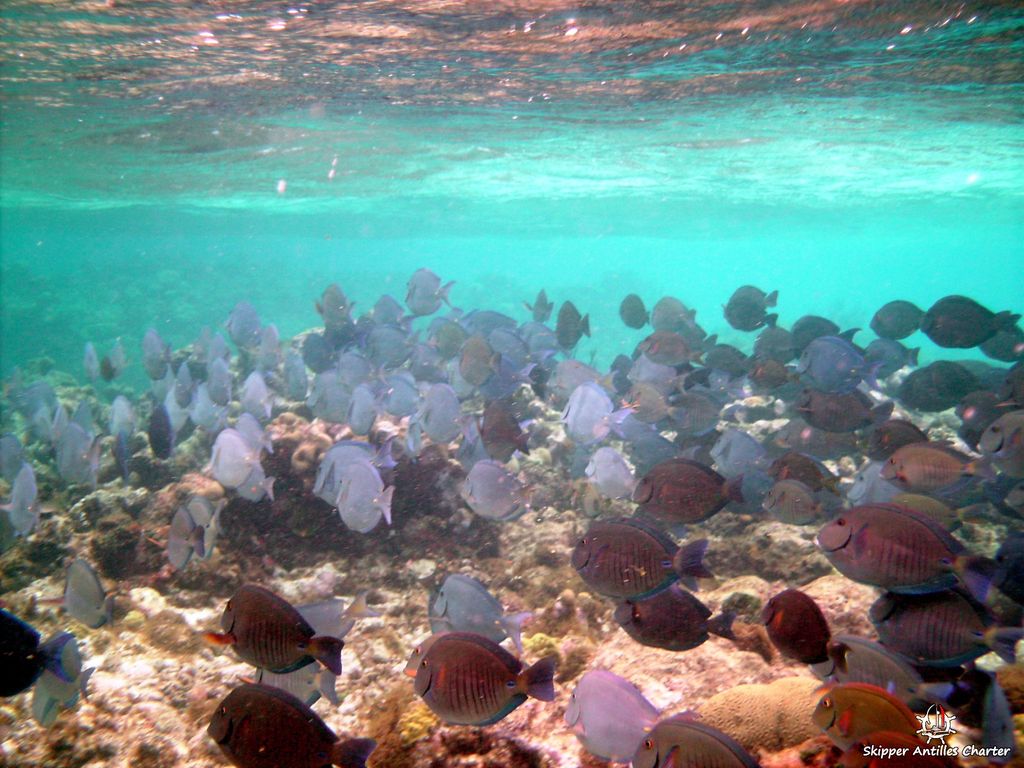 Location Catamaran Grenadines Tobago Cays