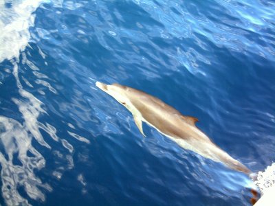 Croisière autour de la Martinique dauphins